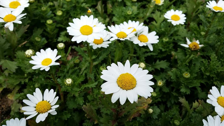 Flowers, Wood, Plants, Spring, Nature, mountain, section, ganghwado, yellow, the leaves