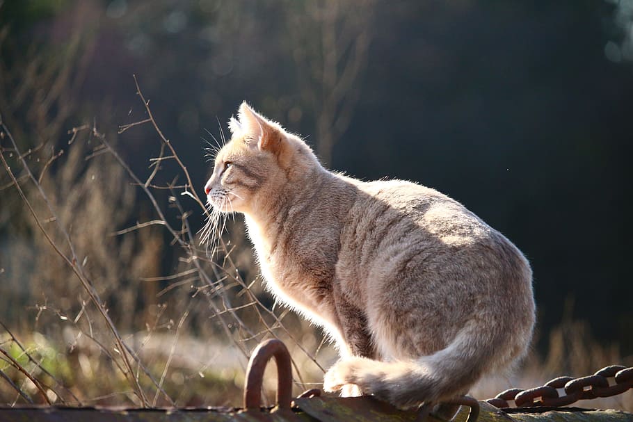 large, gray, cat, fence, daytime, kitten, mackerel, cat face, breed cat, siamese cat