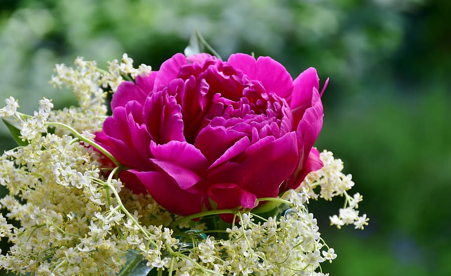 merah muda, fotografi makro bunga peony, peony, mawar, tua, mekar, bunga, musim semi, dekat, cluster