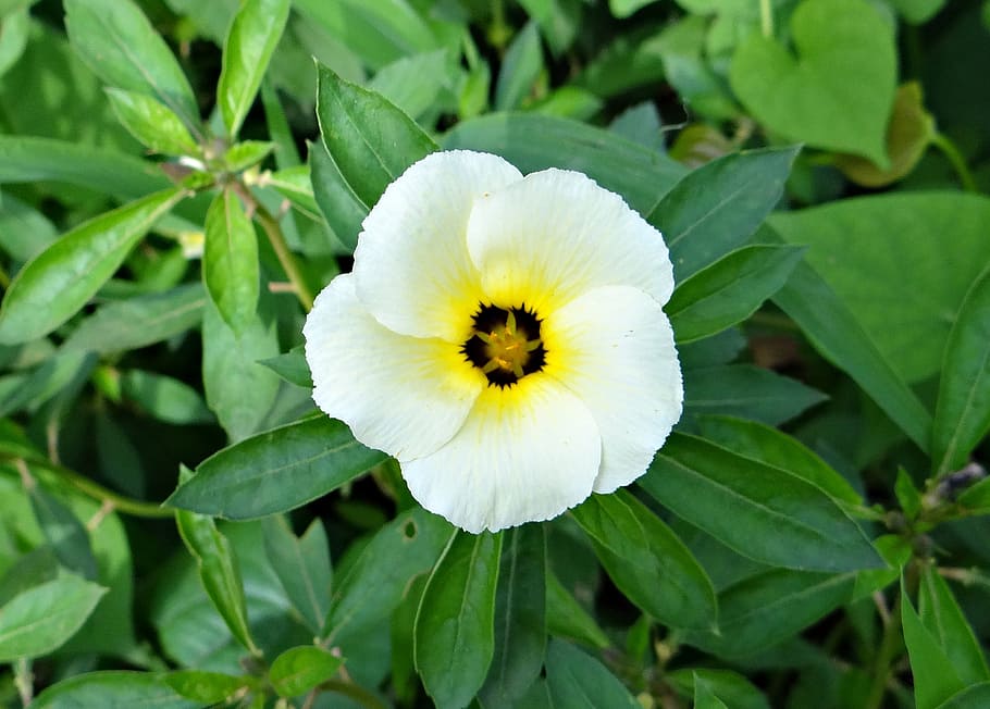 white alder, politician's flower, flower, white butter cup, turnera subulata, passifloraceae, goa, india, plant, flowering plant