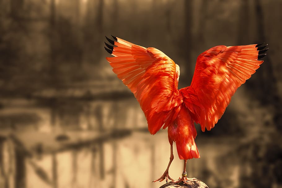 naturaleza, ibis rojo, ibis, ibis escarlata, pico largo, pico, pájaro, rojo brillante, pico curvado, ibis brillante