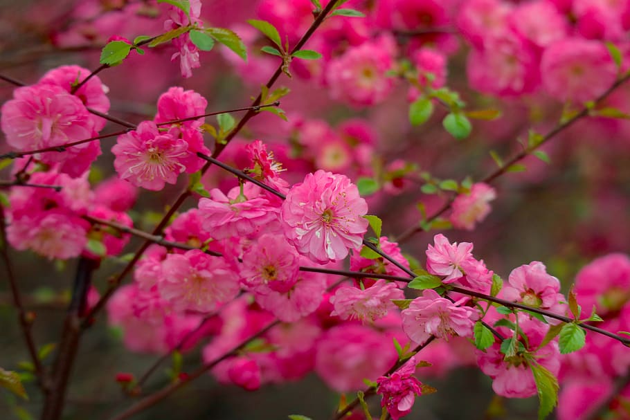 bunga, musim semi, awal musim semi, semak, merah muda, tanaman berbunga, warna merah jambu, menanam, kerapuhan, keindahan di alam