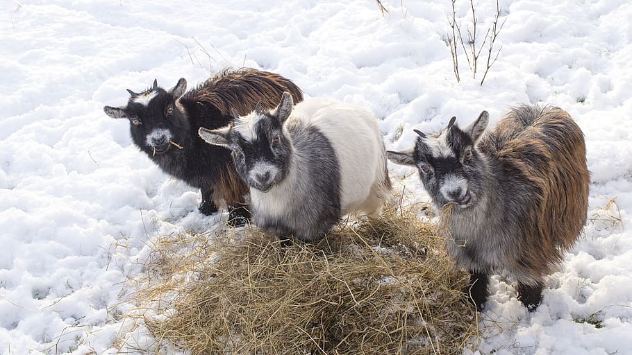Primera nieve, tres, bebé, cabras, comiendo, hierba, temas de animales, nieve, mamífero, animal