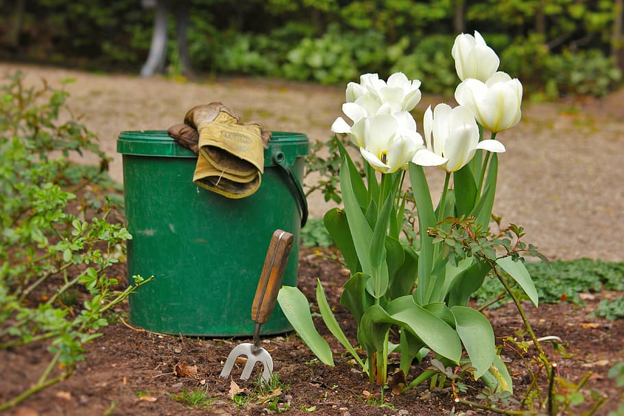 blanco, tulipanes, bloom, al lado, verde, cubo de plástico, jardín, jardinería, herramientas de jardín, cubo