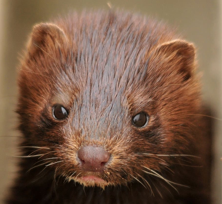 close, brown, animal, Mink, Portrait, Face, Head, young, baby, wildlife