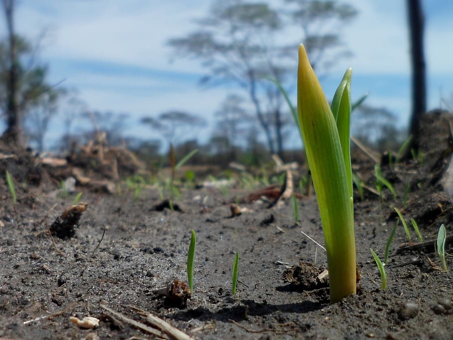 plant, germination, growth, seedling, nature, sprout, small, zambia, africa, land