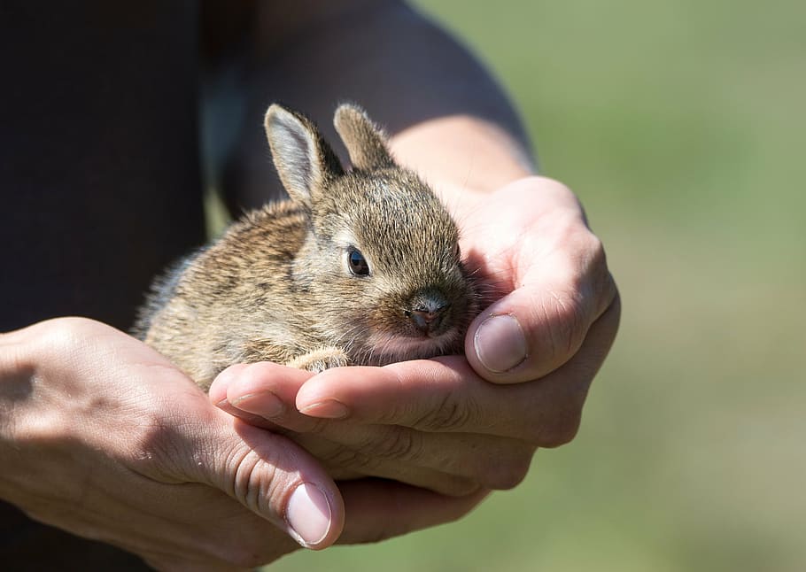 person, holding, brown, bunny, rabbit, hare, cub, rescue, small, animal