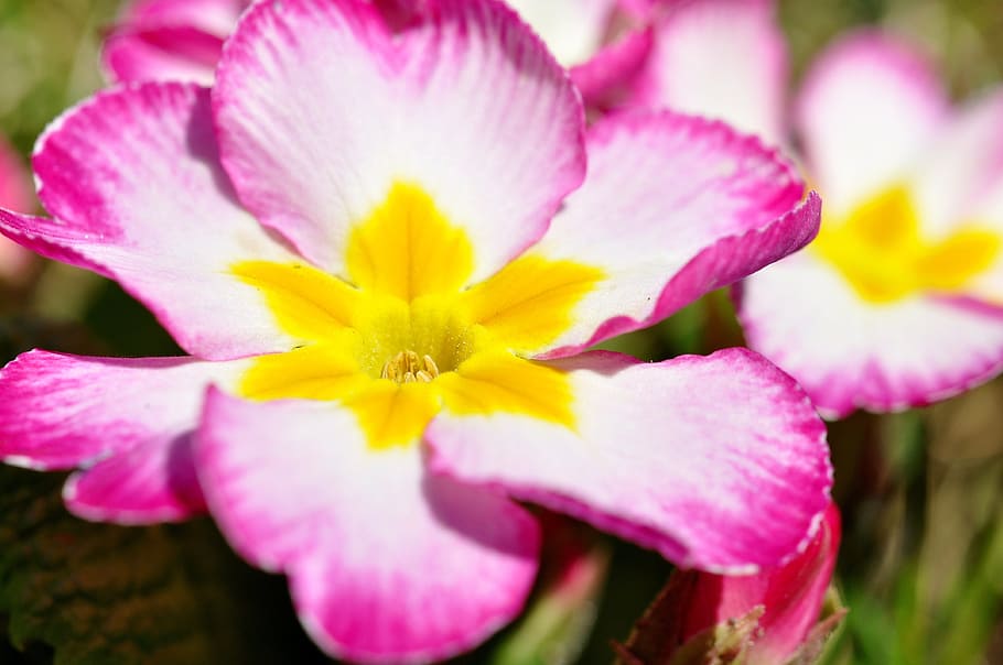 Primrose, Flower, Blossom, Bloom, Pink, white, garden, spring, spring flower, early bloomer