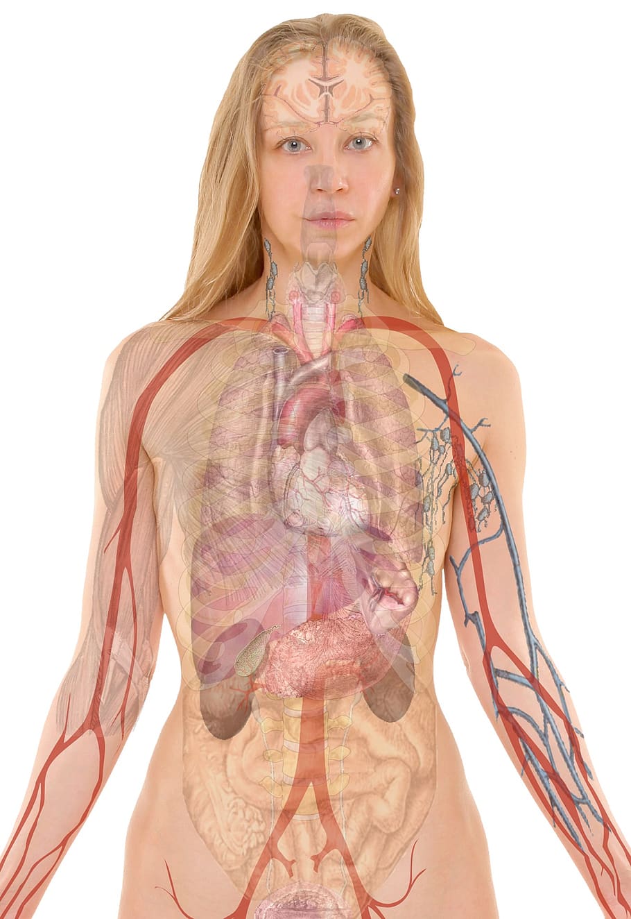 anatomia, mulher, humano, corpo, pele, órgãos, esquema, pulmão, biologia, ensino