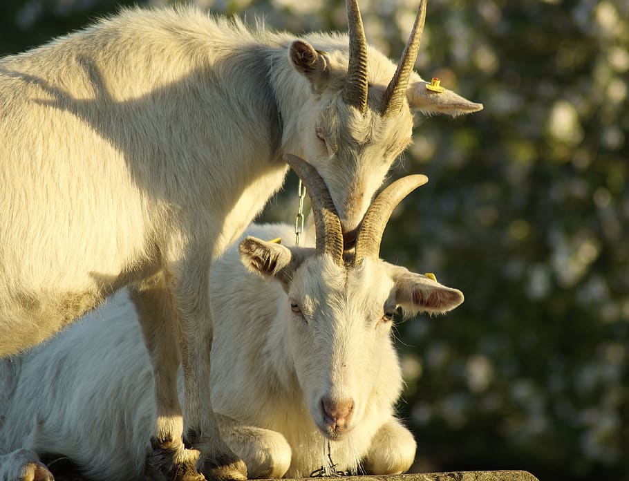 goats, horns, goat's head, snuggle, tease, contact, binding, horned, domestic goat, livestock