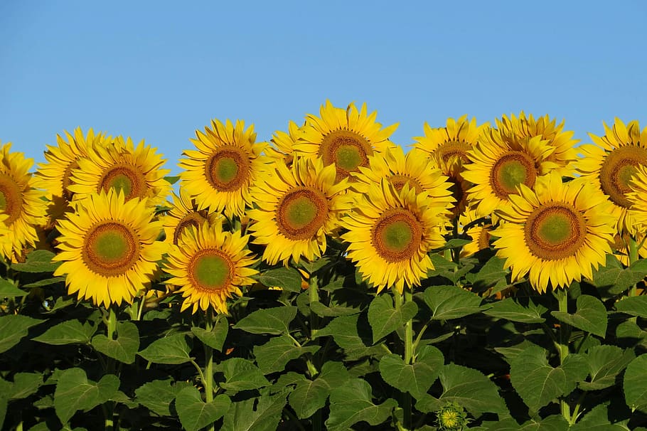 sunflower field, sunflower, bright, sunny, yellow, nature, flower, plant, flowering plant, freshness