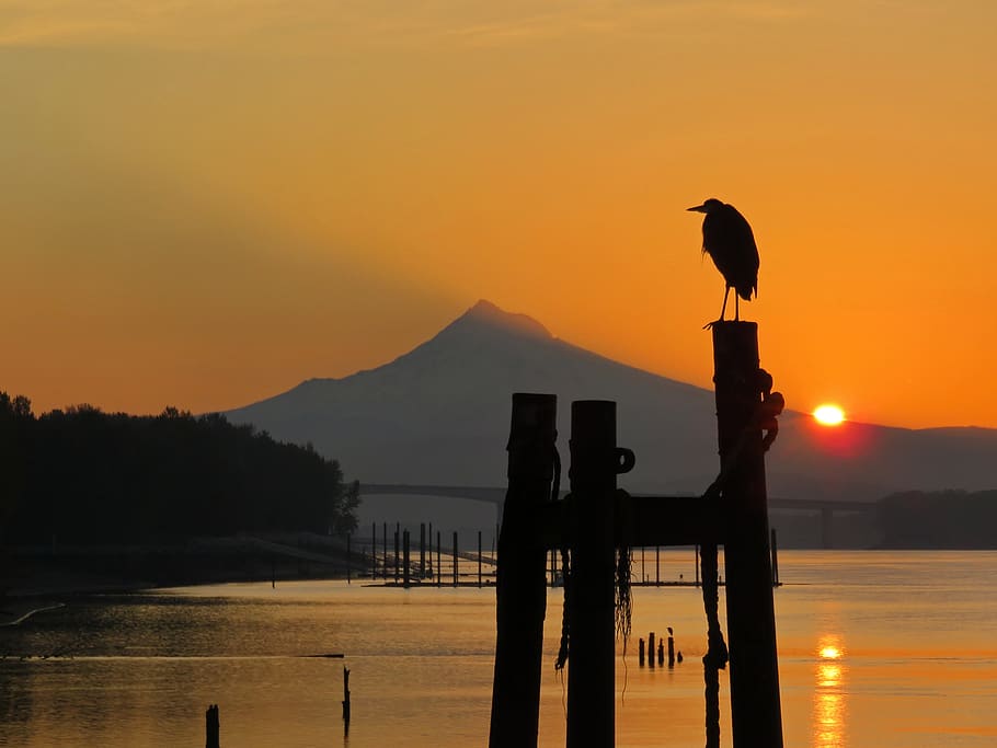 pájaro, naranja, puesta de sol, montaña, lago, agua, escénico, hermoso, cálido, silueta