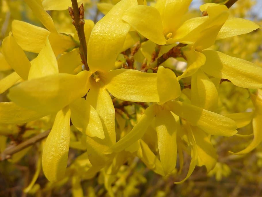 Laburnum, Flower, Nature, Bush, yellow flower, spring flower, spring, yellow, legumes, goldenrod