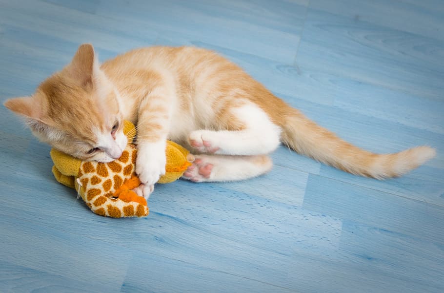Royalty-free ginger cat photos free download | Pxfuel