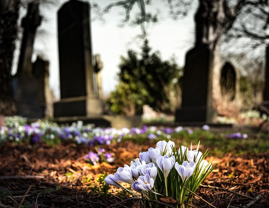 selective, focus photography, white, flowers, graveyard, church, crocus, cemetery, religion, grave