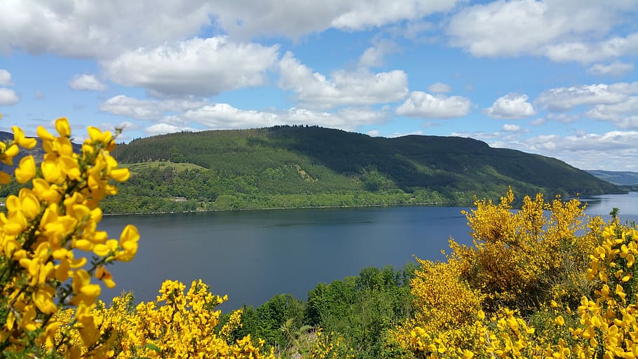 Loch Tay, Scotland, Highlands, nature, yellow, beauty in nature, scenics, tranquility, tranquil scene, plant