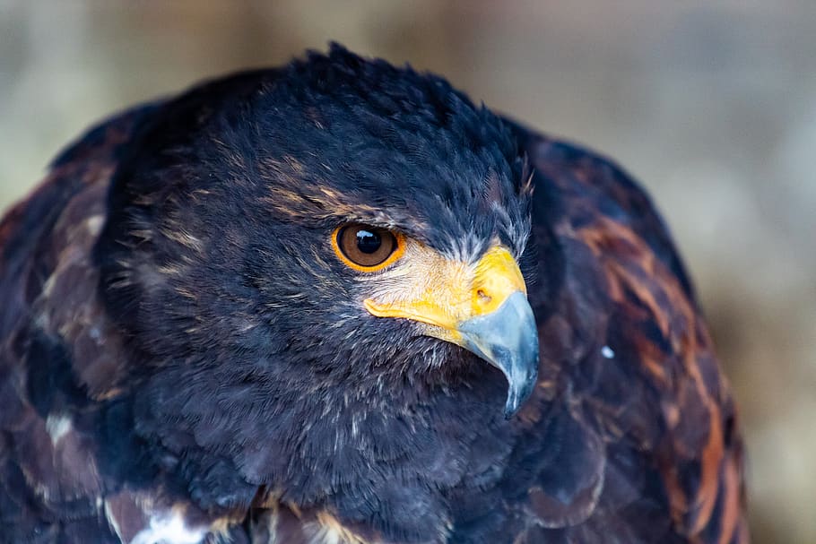 eagle, falcon, hawk, raptor, bird of prey, plumage, feather, majestic, head, eyes