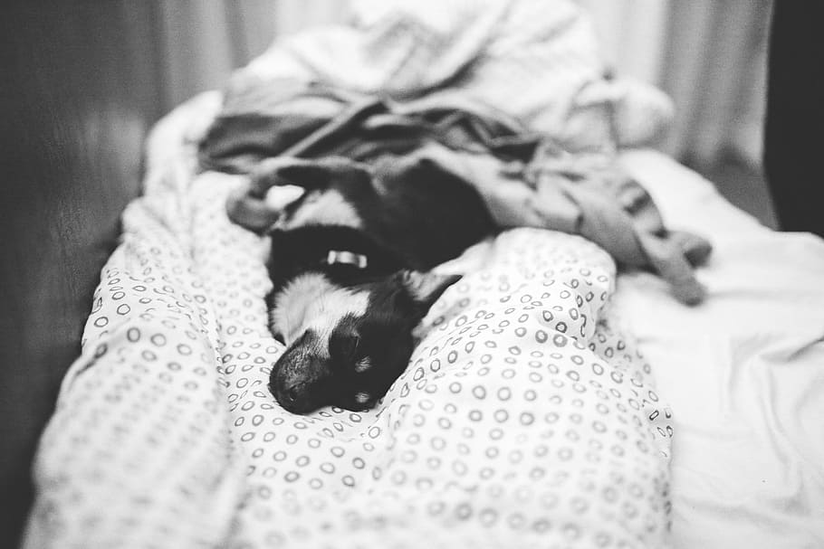 横になっている, ベッド, 犬, ペット, 動物, かわいい, 子犬, blackandwhite, 黒と白, ベッドルーム