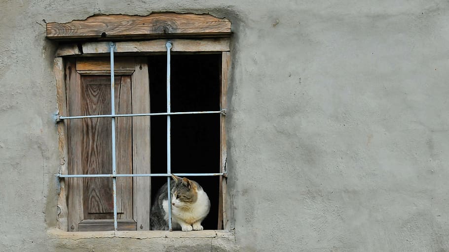 gato, sentado, vidraça, animal, janela, cachorro, animais, animais de estimação, fofa, olhar felino