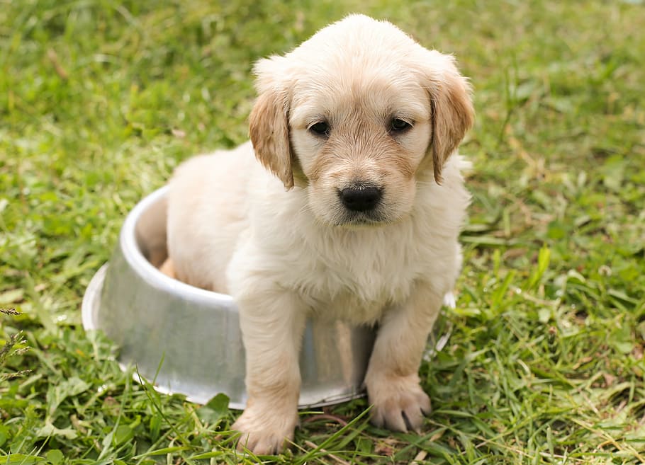 light, golden, retriever, dog bowl, puppy, dog, in the, young, pet, hundeportrait