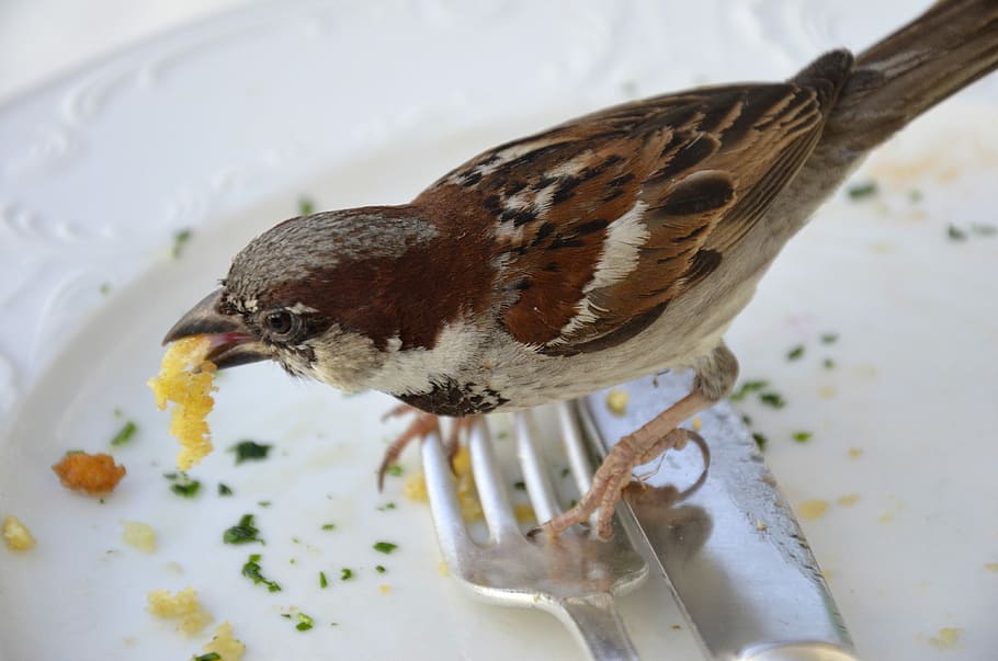 Sparrow, Fink, Eat, Fork, Cutlery, Plate, schnitzel, sperling, cute, songbird
