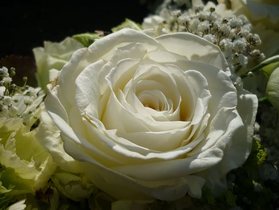 White, Flower, rose, white, flower, fashion rose, petals, nature, mourning, rose family, macro