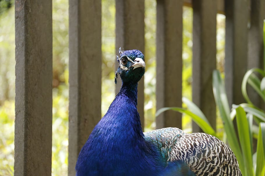 peacock, blue, nature, bird, one animal, animal, animal themes, animal wildlife, vertebrate, animals in the wild