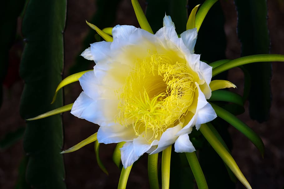 close-up photo, white, yellow, cereus flower, fruits, dragon, flower, page, gold, cactus