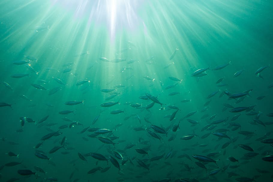 school of fish, sea, background, ocean, waters, nature, fish, tropical, green blue, bright