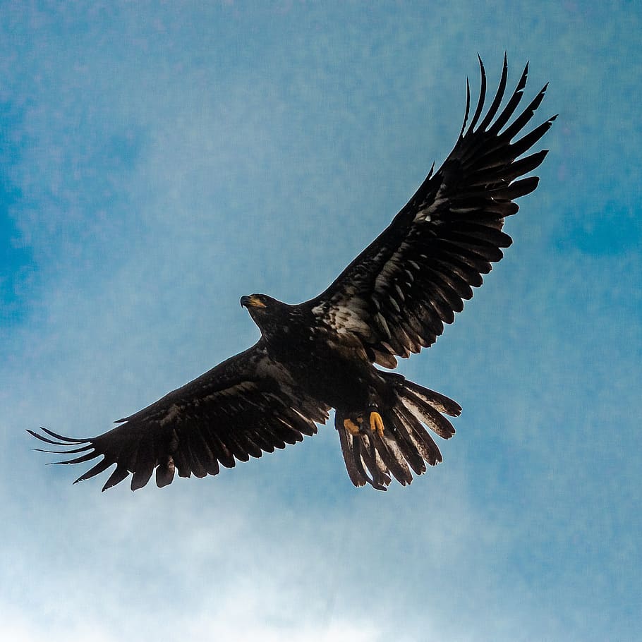 eagle, royal, flight, bird, beak, nature, wings, sky, blue, flying