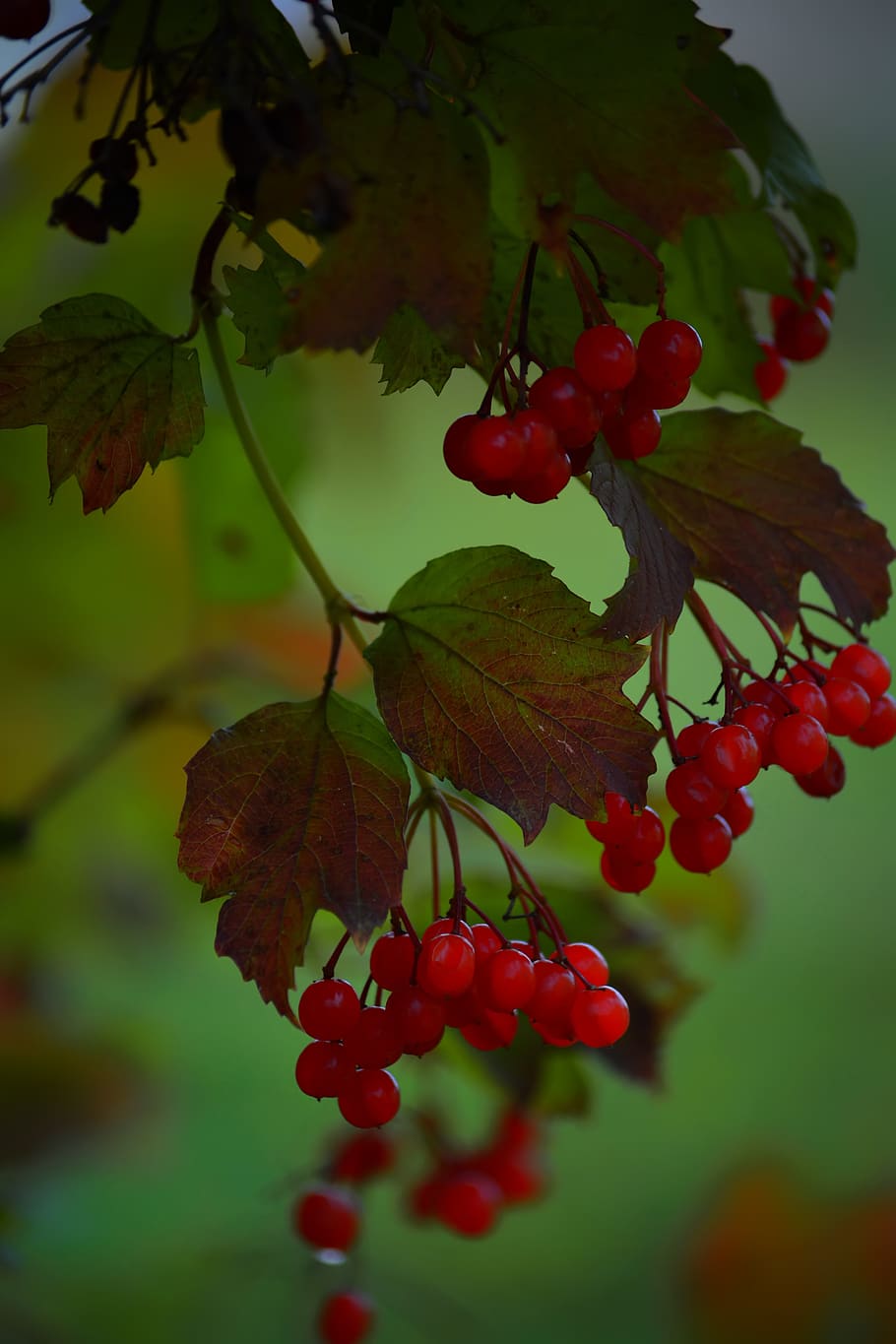 Калина (Viburnum) листья