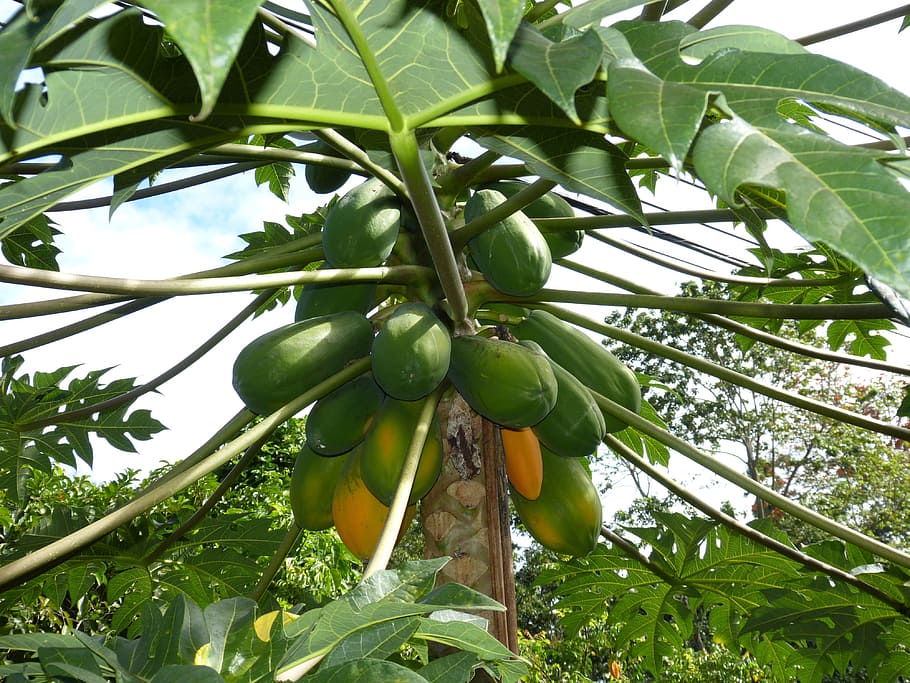 green, yellow, Papaya, Jungle, South America, Healthy, vitamins, eat, fruit, papaya tree