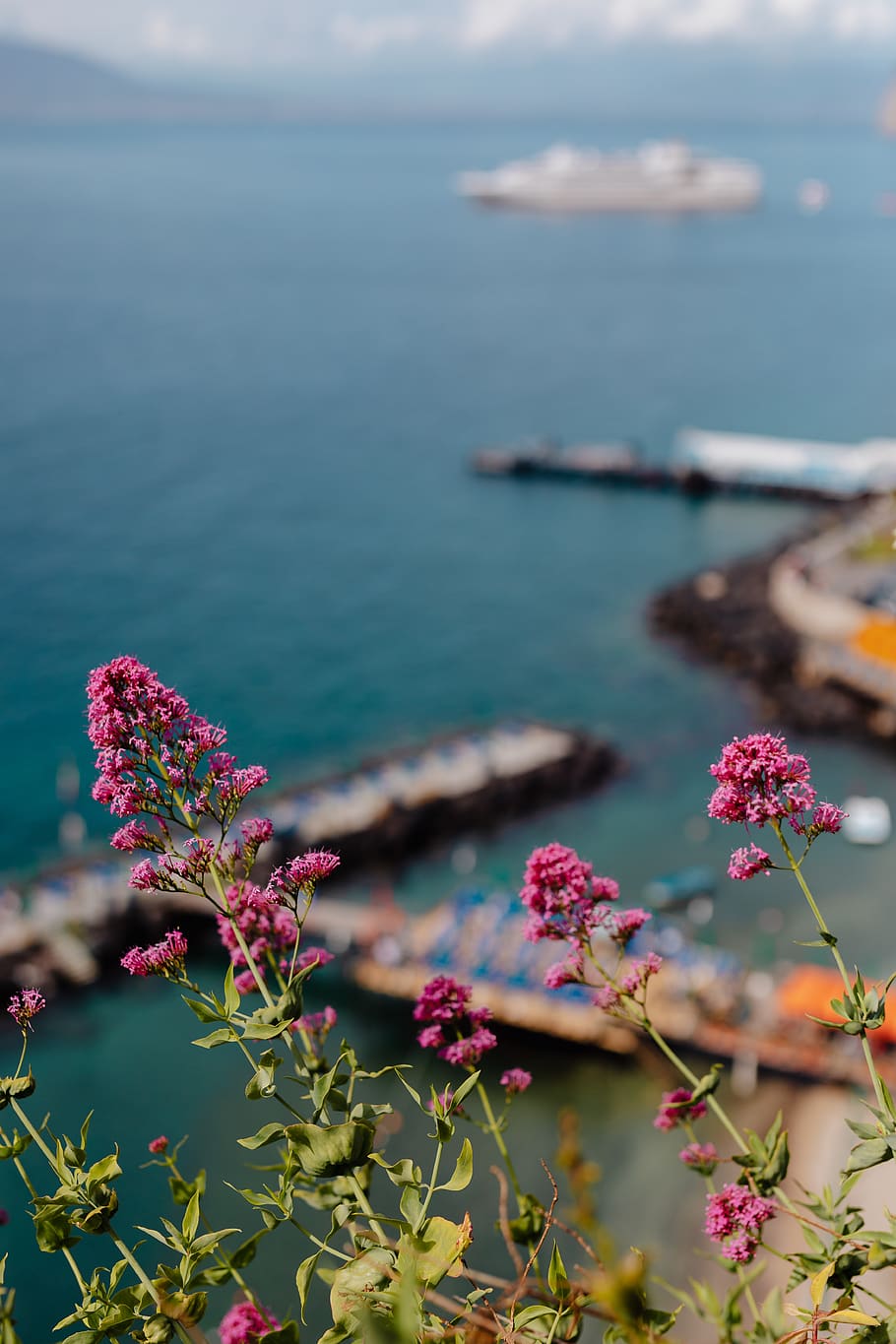 Italia, Eropa, biaya, amalfi, perjalanan, campania, Laut Tyrrhenian, Sorrento, tanaman berbunga, bunga