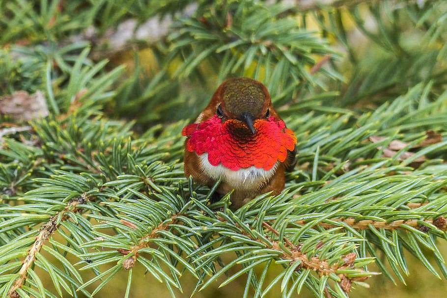 shallow, focus photography, red, brown, short, beak bird, green, leaved trees, shallow focus, photography