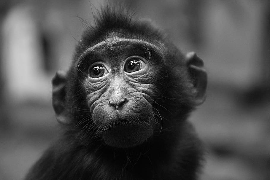 bebé, retrato, blanco y negro, lindo, primer plano, primate, mamífero, un animal Pxfuel