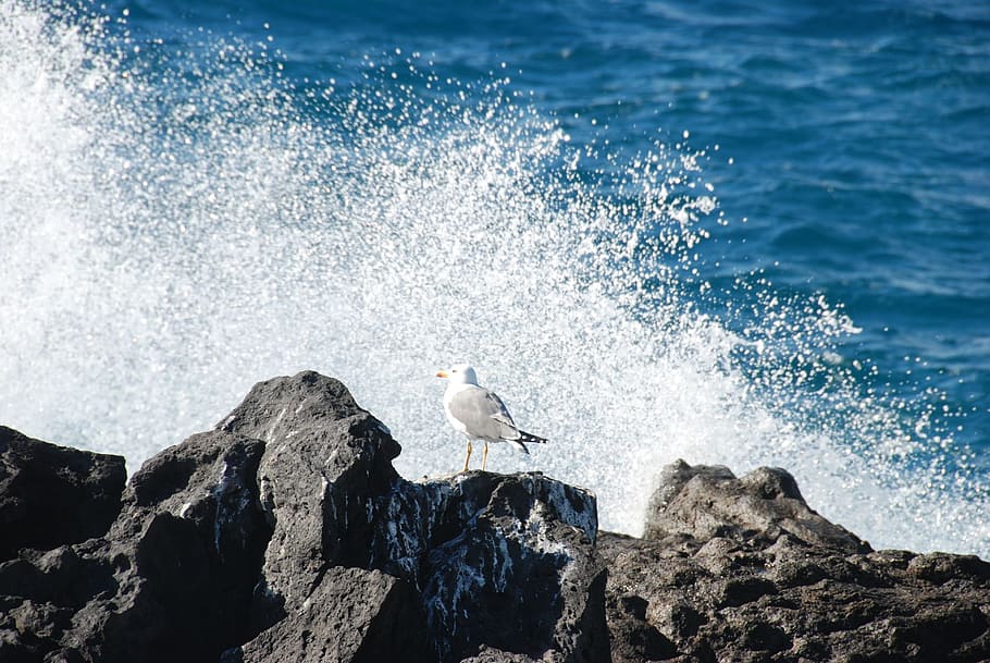 Прибой чайка. Прибой волны Чайки. Чайки на волнах. Животные Тенерифе. Seagull Waves.