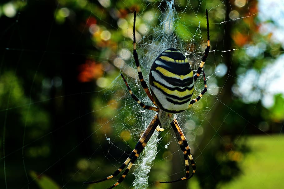 wasp spider, spider, insect, striped, nature, spider web, focus on foreground, fragility, animal themes, close-up