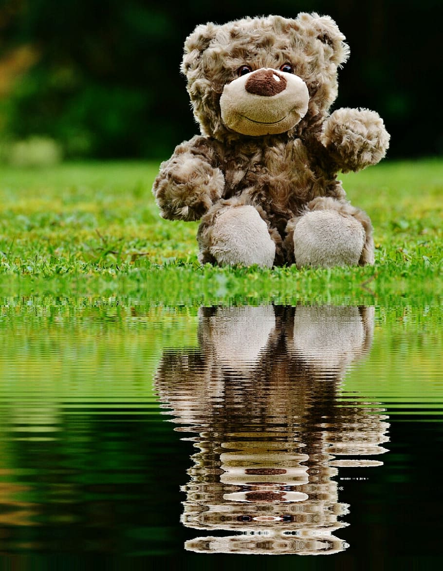 teddy, soft toy, mirroring, water, bank, stuffed animal, teddy bear, cute, child, sweet