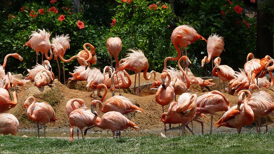 flamingos, birds, pink, color, flamingo, animal, animal themes, large group of animals, bird, animals in the wild