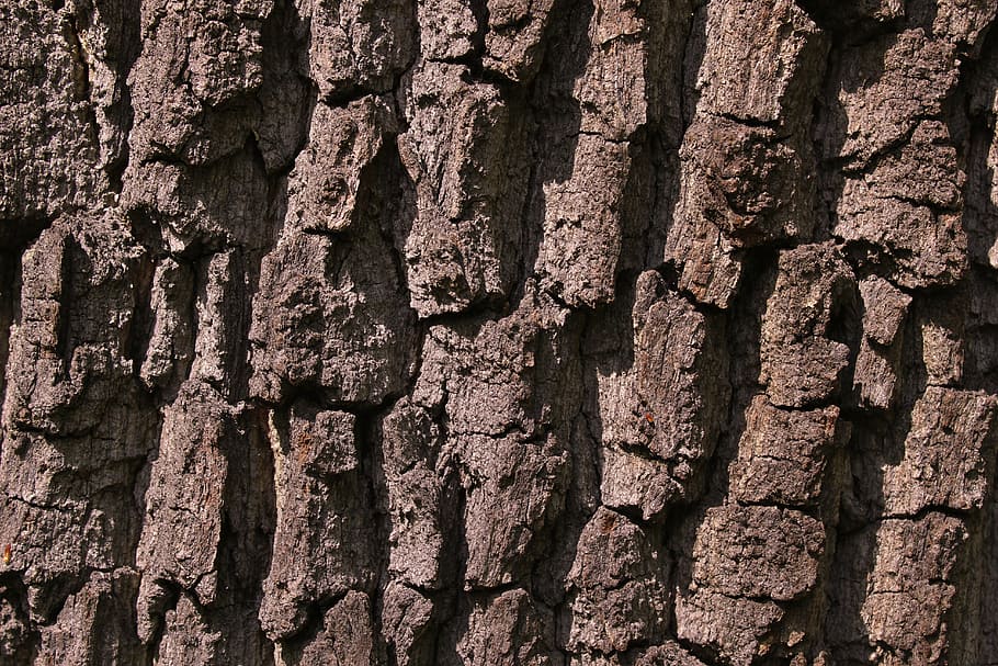 bark, tree, tree bark, the bark of the tree, wood, nature, trunk, strain, surface, forest
