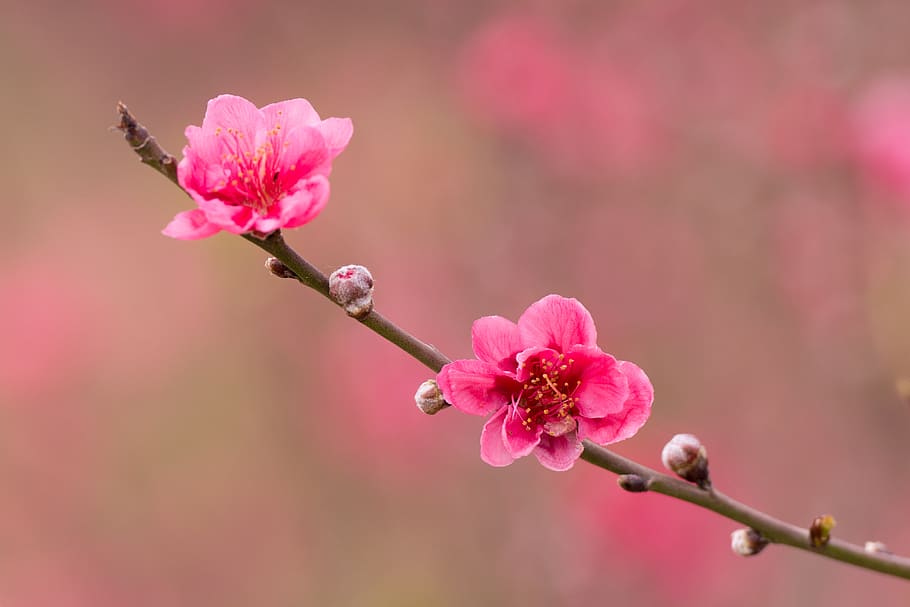 peach, peach flower, flower, spring, pink, nature, plant, bloom, blossom, petals