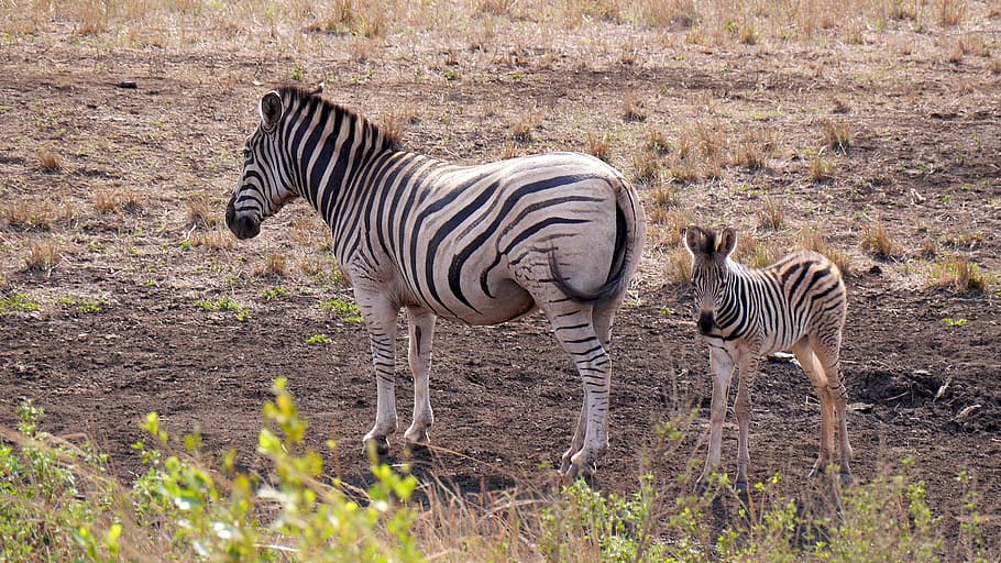 south africa, hluhluwe, zebras, wild animal, national park, structure, animal wildlife, animals in the wild, animal themes, animal