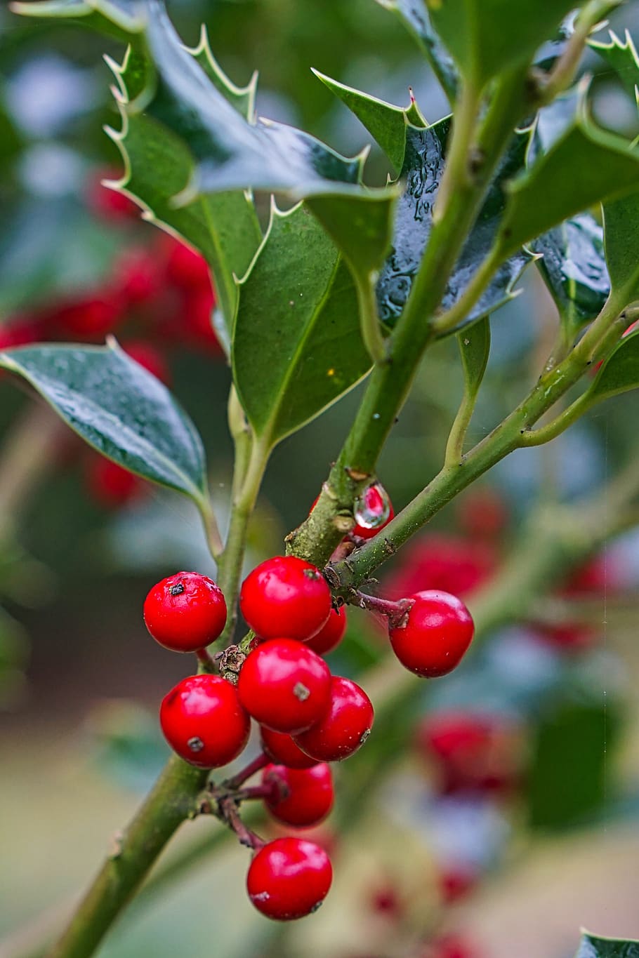 holly, plant, always green plants, berry red, red, green, evergreen, wet, rain, nature