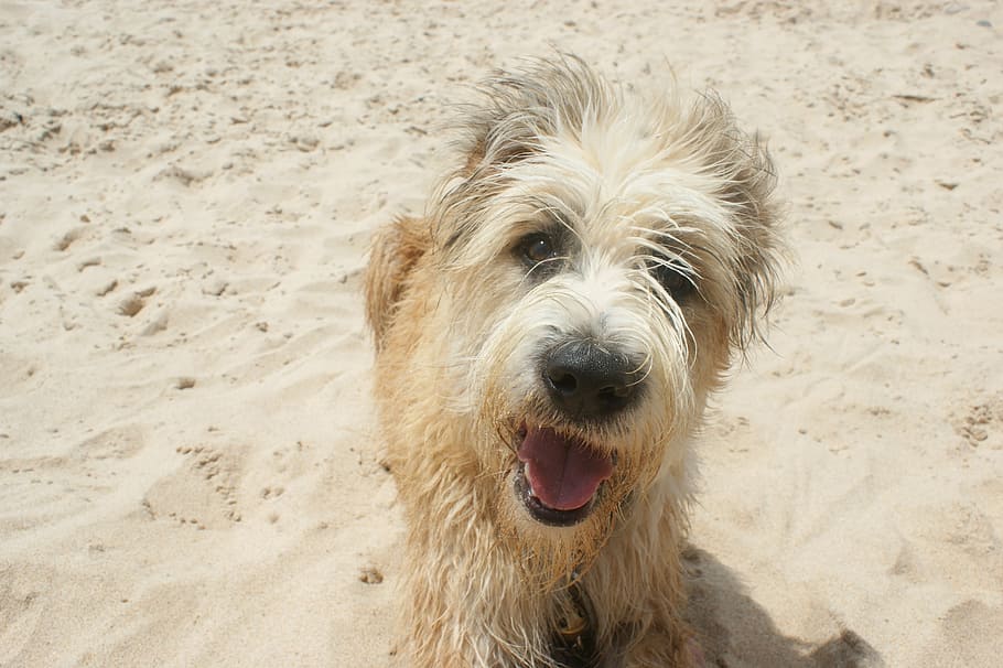 wire-haired, tan, dog, sand, daytime, barbado da terceira, beach, smile, portugal, one animal