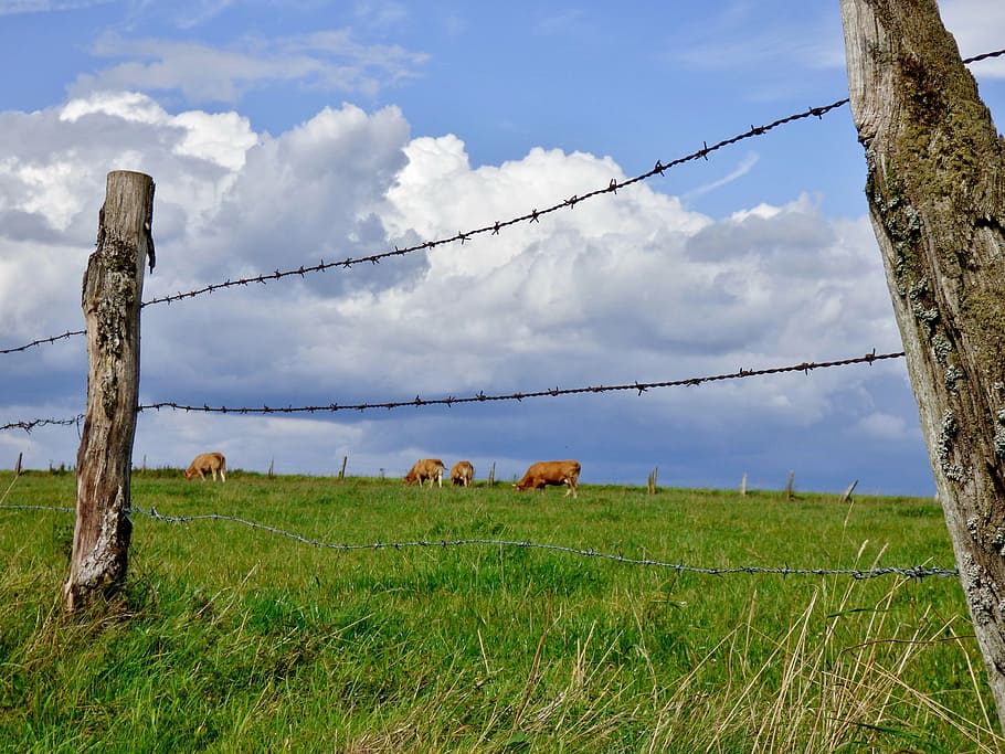 fence, pasture, clouds, cows, landscape, mammal, grass, field, plant, animal
