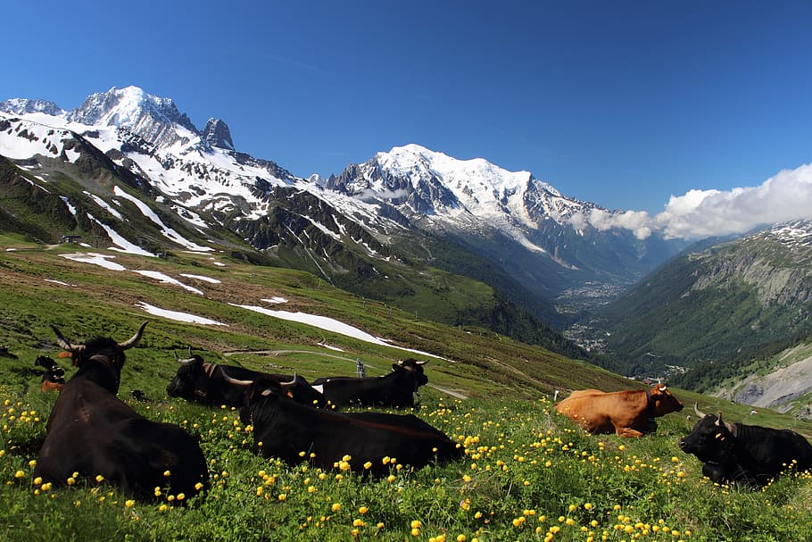 mont blanc, tour mont blanc, alps, migration, trekking, mountain, landscape, natural, mammal, animal themes