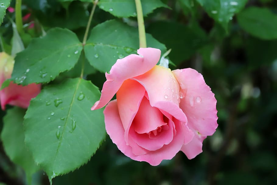 rose, flowers, nature, rose garden, beautiful, plants, petal, pretty flowers, fresh medium, seoul