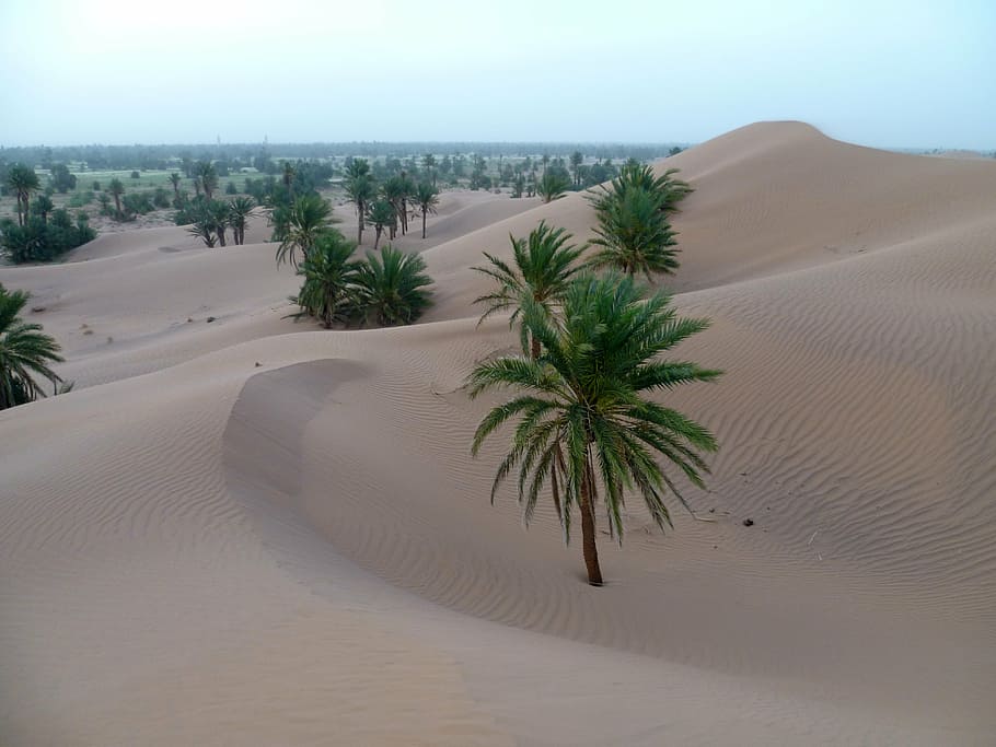 desert, sand, palm, dunes, morocco, land, scenics - nature, plant, tranquil scene, sky