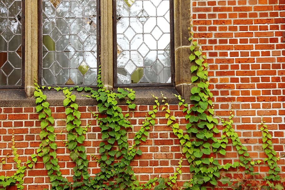 green, leaf vine plants, climbing, window, windows, walls, ivy, plants, vines, climbers