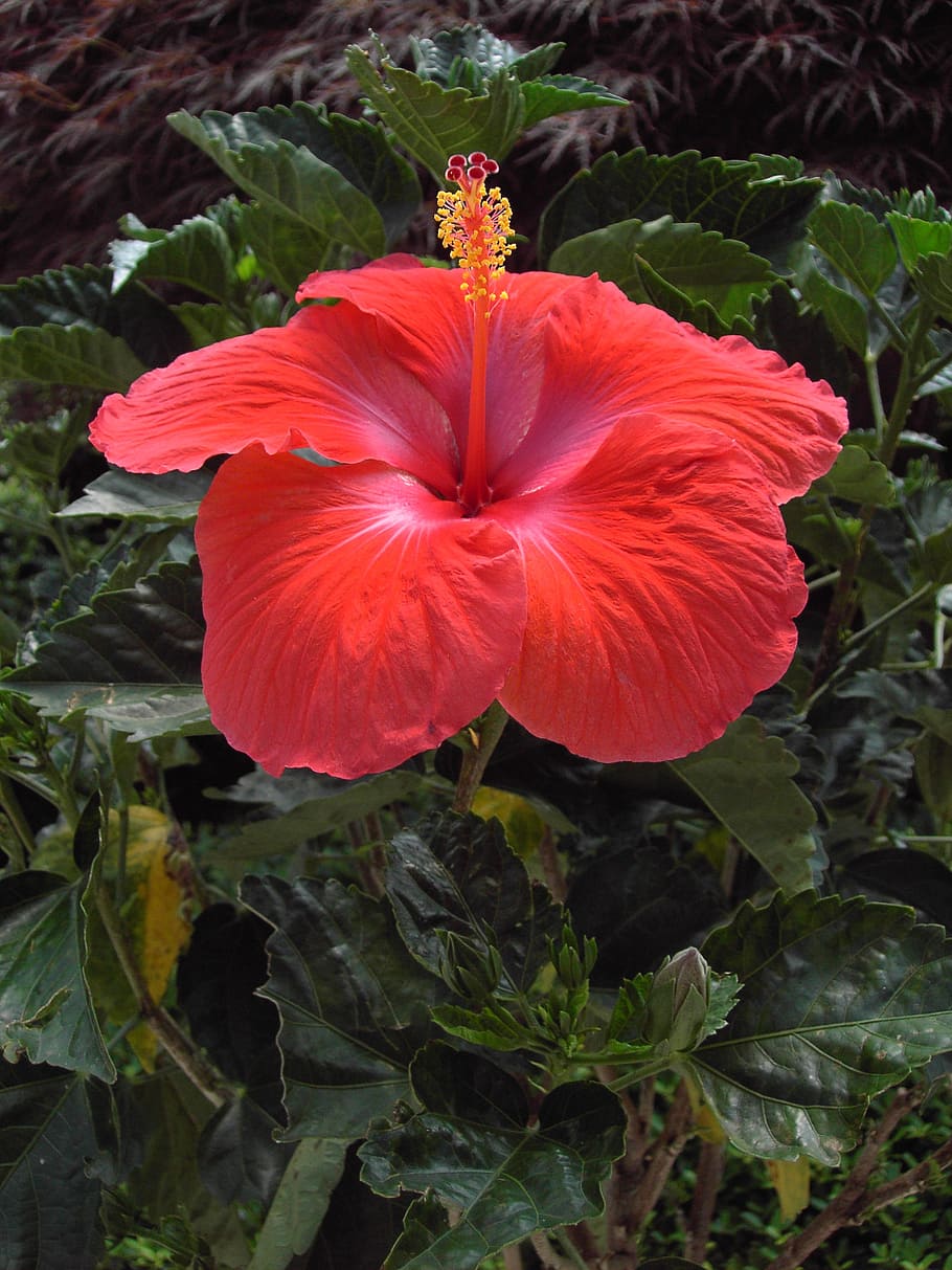 hibiscus, flower, blossom, bloom, red, close, exotic, summer, nature, tropical